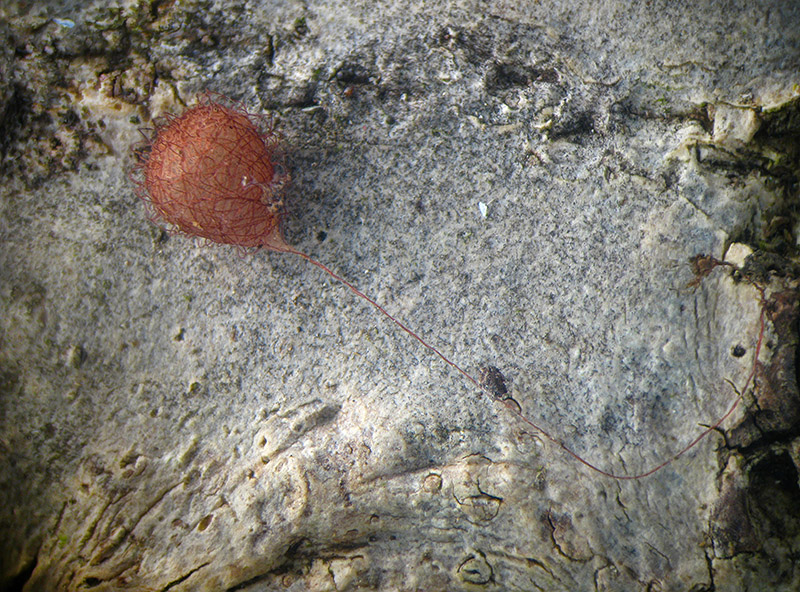 Ovatura di Ero sp.